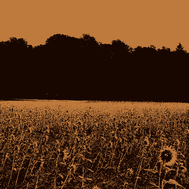 Field of sunflowers